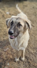 REMUSLUPIN, Hund, Mischlingshund in Griechenland - Bild 2