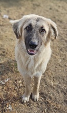 REMUSLUPIN, Hund, Mischlingshund in Griechenland - Bild 3