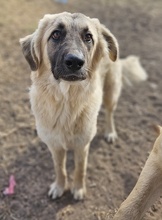 REMUSLUPIN, Hund, Mischlingshund in Griechenland - Bild 4