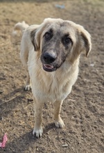 REMUSLUPIN, Hund, Mischlingshund in Griechenland - Bild 5