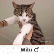 MILU, Katze, Europäisch Kurzhaar in München