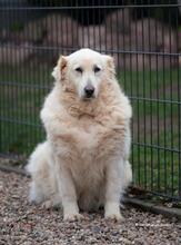 SASHA, Hund, Maremmano in Hanau-Großauheim - Bild 2