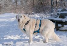 SASHA, Hund, Maremmano in Hanau-Großauheim - Bild 4