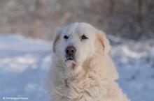 SASHA, Hund, Maremmano in Hanau-Großauheim - Bild 5