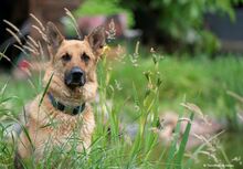 LUPO, Hund, Deutscher Schäferhund-Mix in Hanau-Großauheim - Bild 1