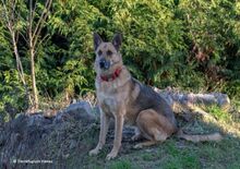 LUPO, Hund, Deutscher Schäferhund-Mix in Hanau-Großauheim - Bild 2