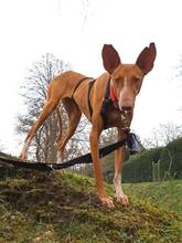 CLEO, Hund, Podenco Canario in Osnabrück - Bild 2