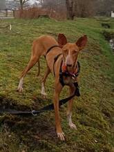 CLEO, Hund, Podenco Canario in Osnabrück - Bild 3