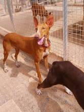 CLEO, Hund, Podenco Canario in Osnabrück - Bild 6