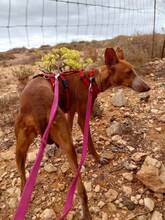 CLEO, Hund, Podenco Canario in Osnabrück - Bild 7