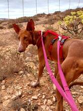 CLEO, Hund, Podenco Canario in Osnabrück - Bild 8