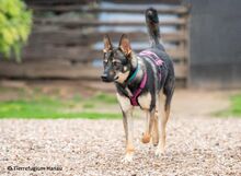 ATHENA, Hund, Mischlingshund in Hanau-Großauheim - Bild 2