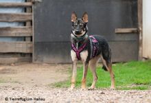 ATHENA, Hund, Mischlingshund in Hanau-Großauheim - Bild 4