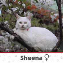 SHEENA, Katze, Europäisch Kurzhaar in Ostfildern - Bild 2