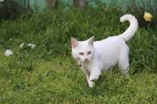 SHEENA, Katze, Europäisch Kurzhaar in Ostfildern - Bild 3