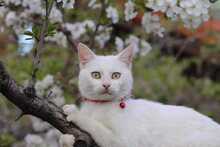 SHEENA, Katze, Europäisch Kurzhaar in Ostfildern - Bild 4