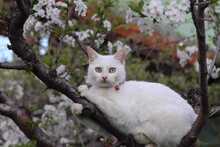 SHEENA, Katze, Europäisch Kurzhaar in Ostfildern - Bild 5