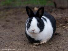 RUDIHOPPS, Hasenartige, Zwergkaninchen in Hanau-Großauheim - Bild 2