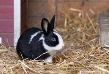 RUDIHOPPS, Hasenartige, Zwergkaninchen in Hanau-Großauheim - Bild 3