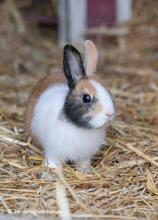 RUDIHOPPS, Hasenartige, Zwergkaninchen in Hanau-Großauheim - Bild 4