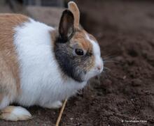 COLETTE, Hasenartige, Zwergkaninchen in Hanau-Großauheim - Bild 3