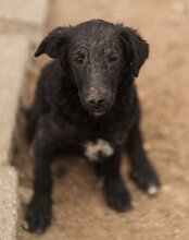 COCO, Hund, Mischlingshund in Kroatien