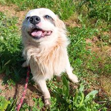 LUKE, Hund, Mischlingshund in Portugal - Bild 6