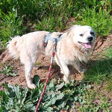 LUKE, Hund, Mischlingshund in Portugal - Bild 7