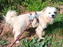 LUKE, Hund, Mischlingshund in Möckern - Bild 10