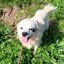 LUKE, Hund, Mischlingshund in Möckern - Bild 11