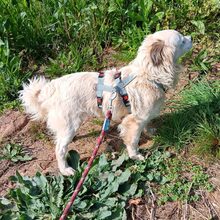 LUKE, Hund, Mischlingshund in Möckern - Bild 2