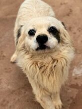 LUKE, Hund, Mischlingshund in Möckern - Bild 3
