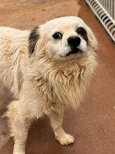 LUKE, Hund, Mischlingshund in Möckern - Bild 5