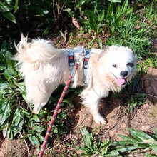 LUKE, Hund, Mischlingshund in Möckern - Bild 9