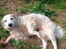 LEIA, Hund, Mischlingshund in Portugal