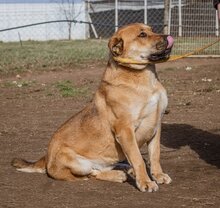 BETYAR, Hund, Mischlingshund in Ungarn - Bild 1