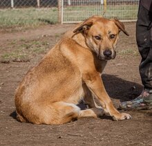 BETYAR, Hund, Mischlingshund in Ungarn - Bild 2