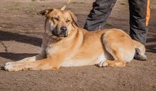 BETYAR, Hund, Mischlingshund in Ungarn - Bild 3