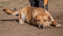 BETYAR, Hund, Mischlingshund in Ungarn - Bild 4