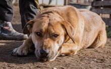 BETYAR, Hund, Mischlingshund in Ungarn - Bild 5