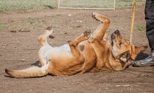 BETYAR, Hund, Mischlingshund in Ungarn - Bild 6