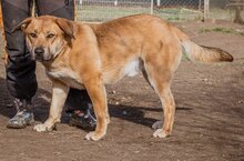 BETYAR, Hund, Mischlingshund in Ungarn - Bild 7