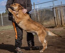 BETYAR, Hund, Mischlingshund in Ungarn - Bild 8