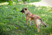 MONA, Hund, Mischlingshund in Kroatien - Bild 6