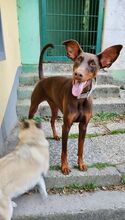 MILLA, Hund, Dobermann in Herne - Bild 3