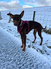 MILLA, Hund, Dobermann in Herne - Bild 4