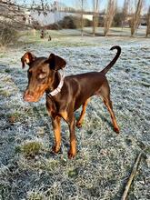 MILLA, Hund, Dobermann in Herne - Bild 5