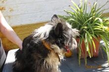 ALLEGRO, Hund, Mischlingshund in Spanien - Bild 3