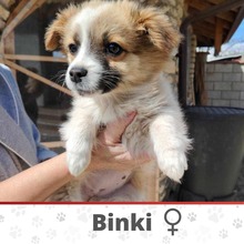 BINKI, Hund, Mischlingshund in Bulgarien