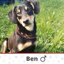 BEN, Hund, Mischlingshund in Bosnien und Herzegowina
